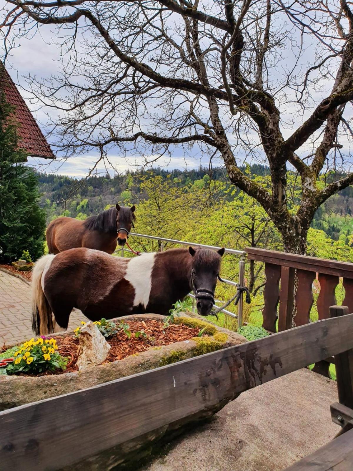 Ferienhof Fischer Seebach Exterior foto